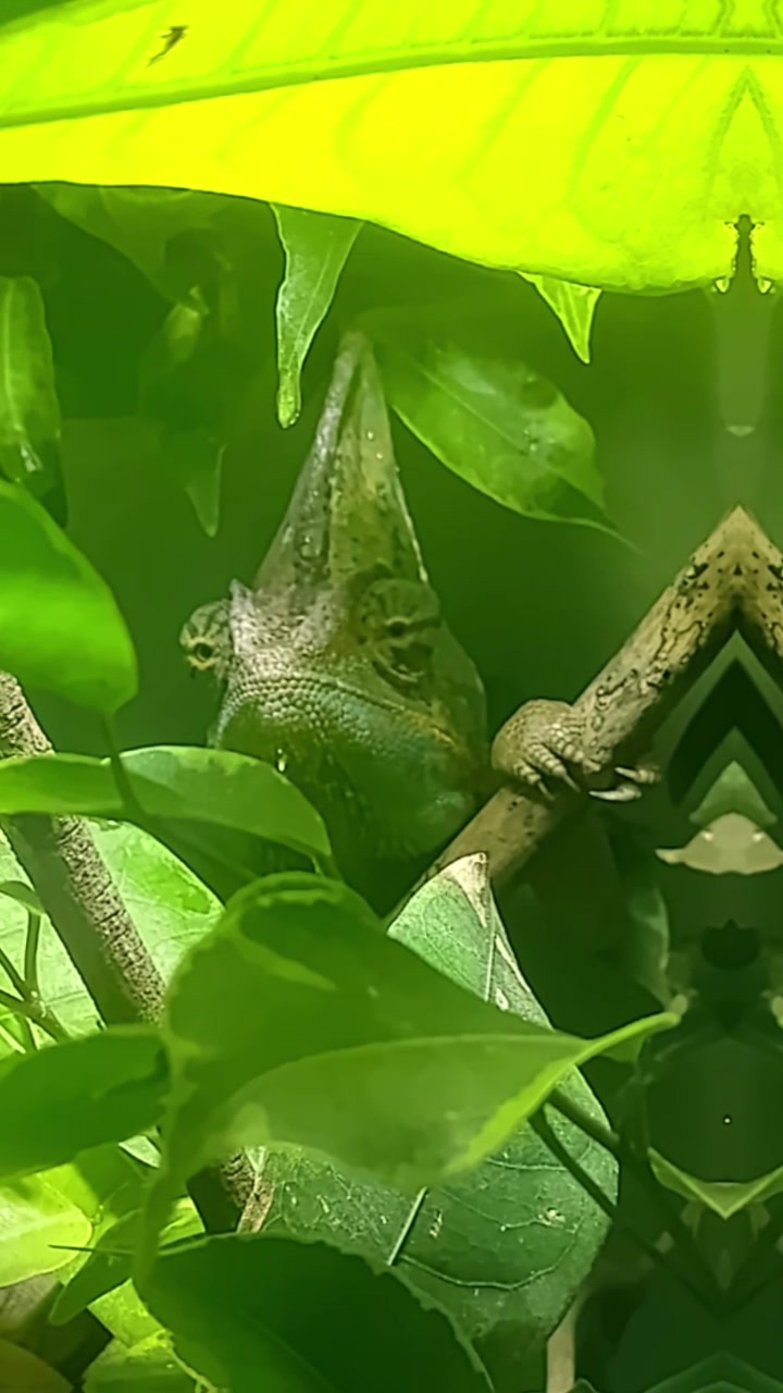 @Reptil-Terra