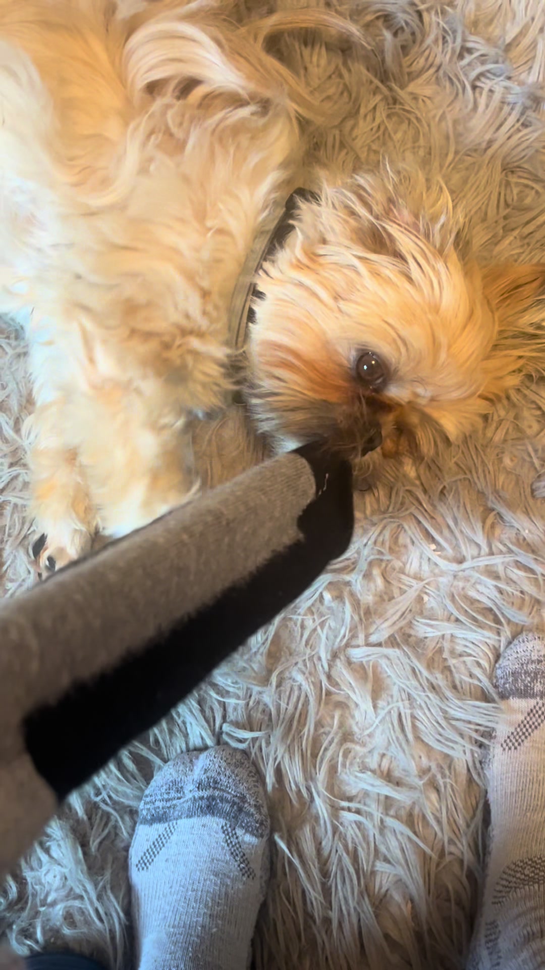 @Duuuviethedog