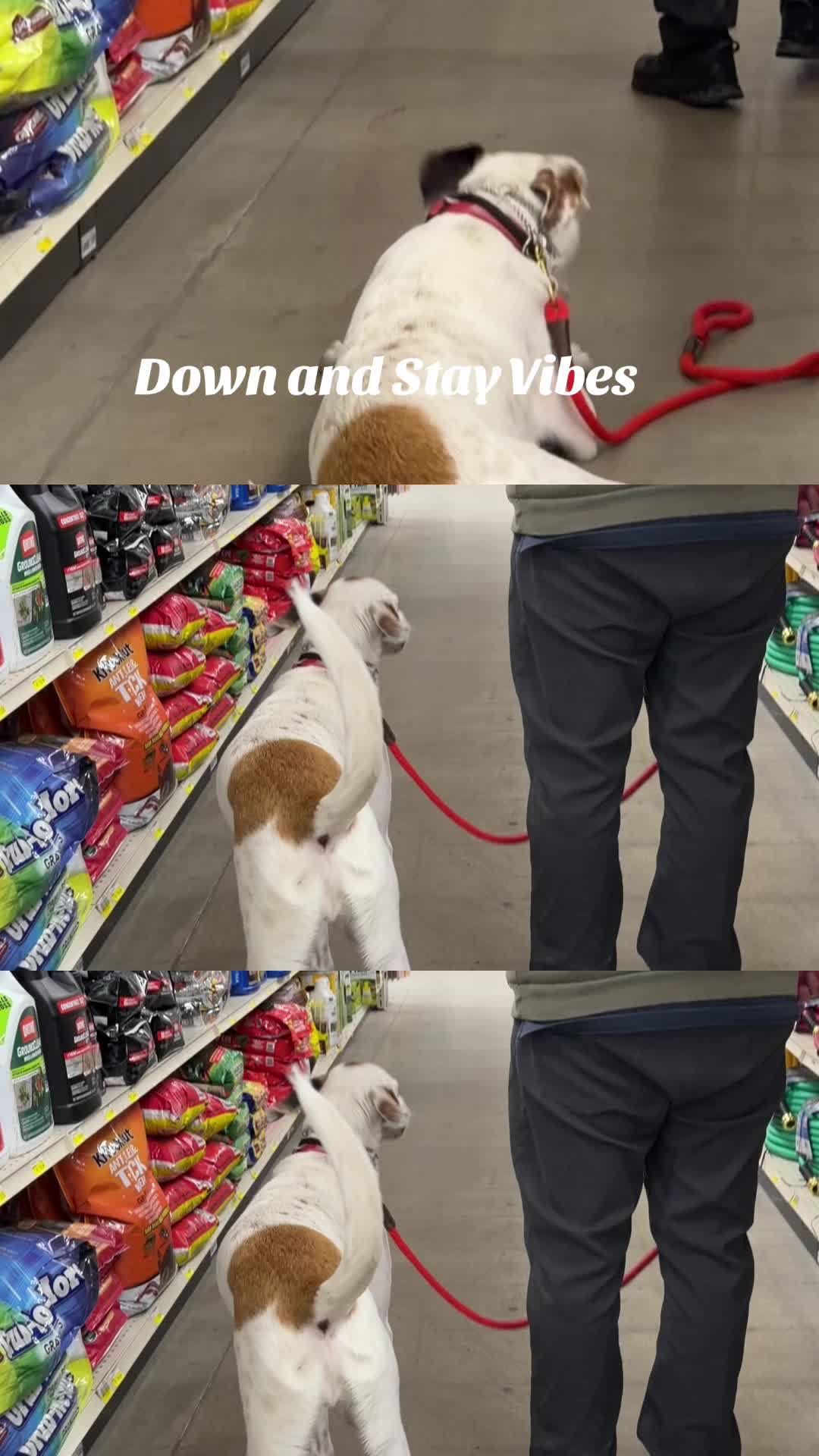 @All&ensp;Things D.O.G.