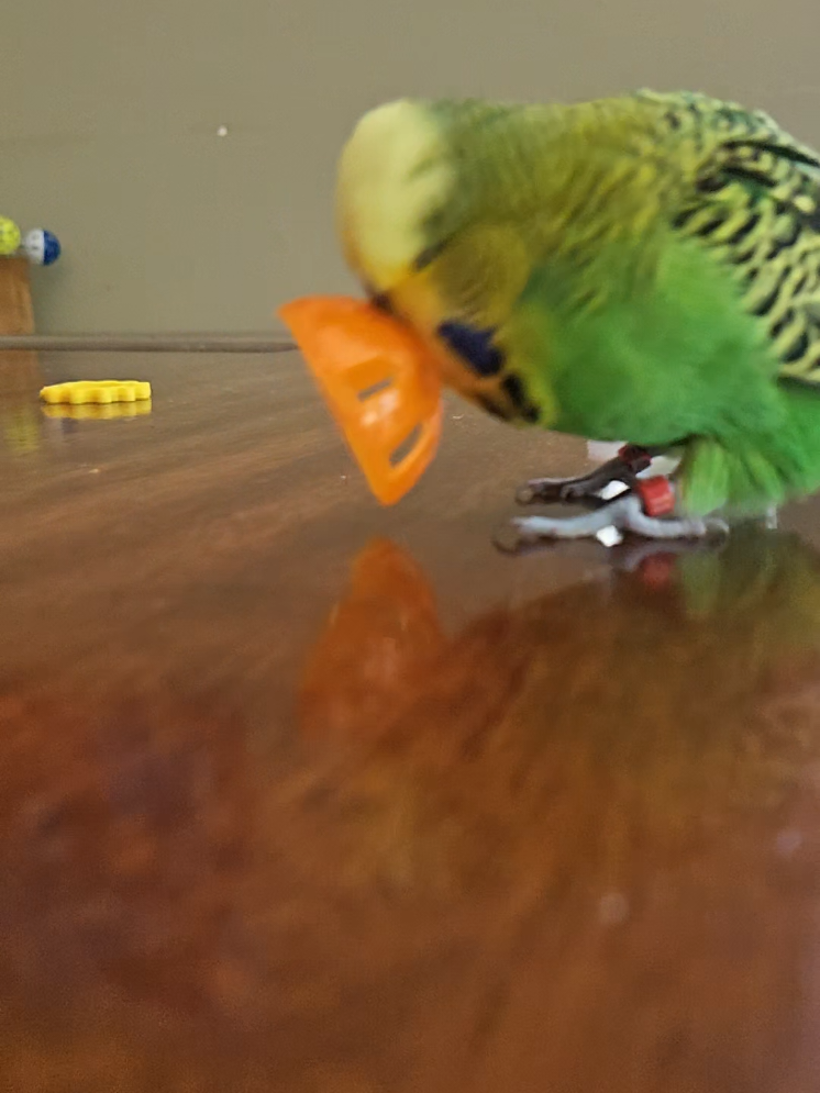 @Run Slow-Mo Charlie🦜