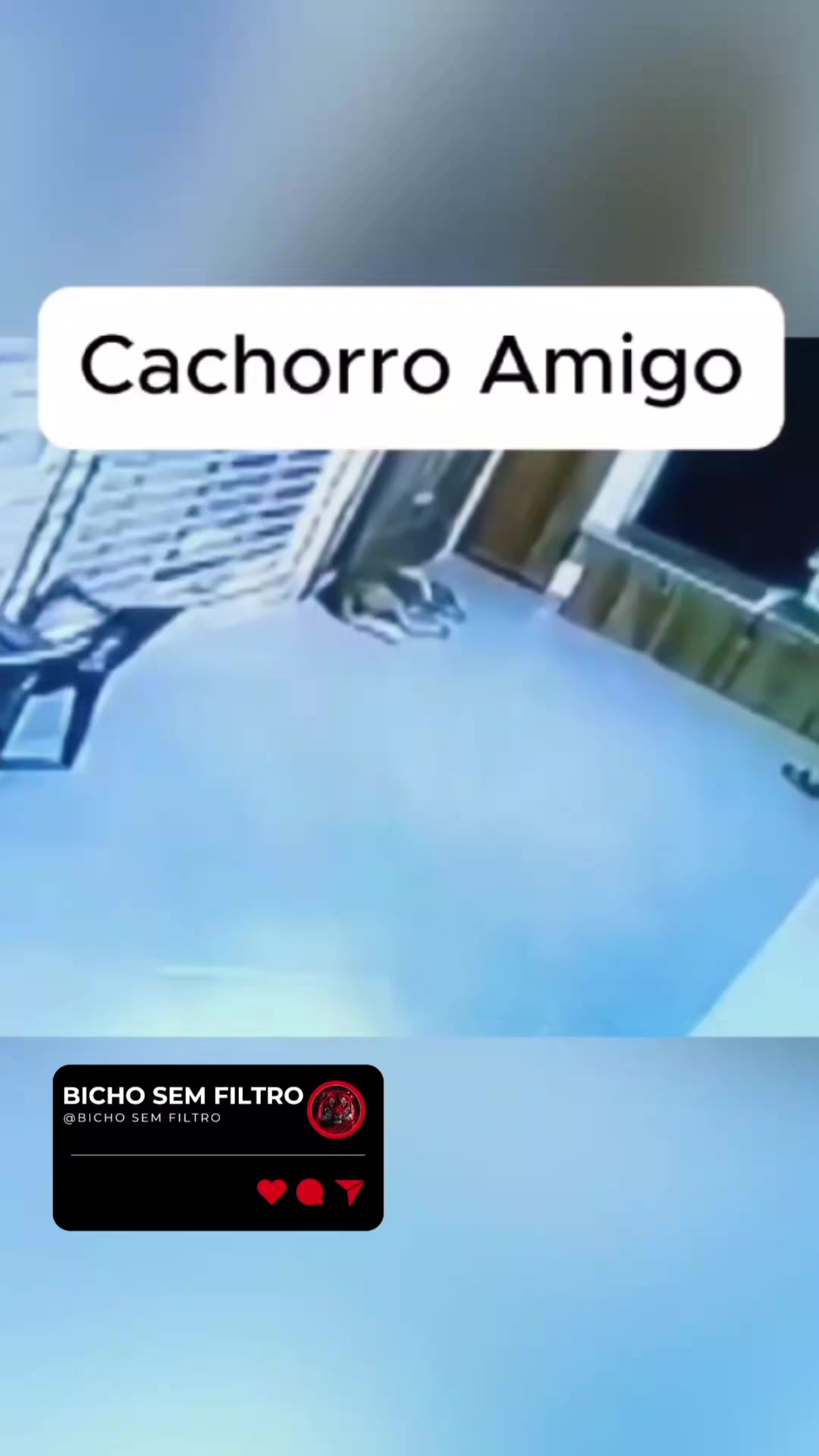 @Bicho sem Filtro