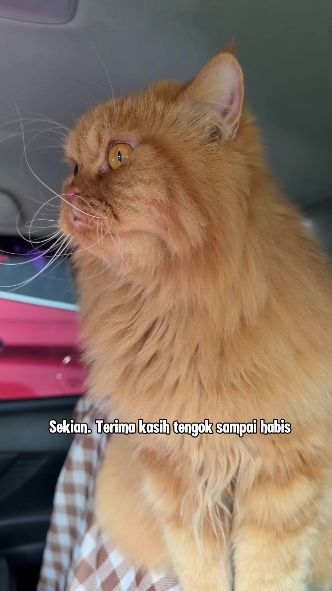 @Kenzo, MajiBuma & Cikda