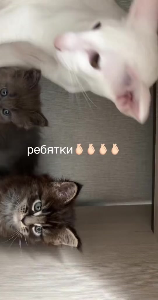 @дянкис☆