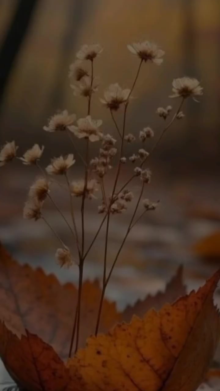@🦋أثر الفراشة🦋masa
