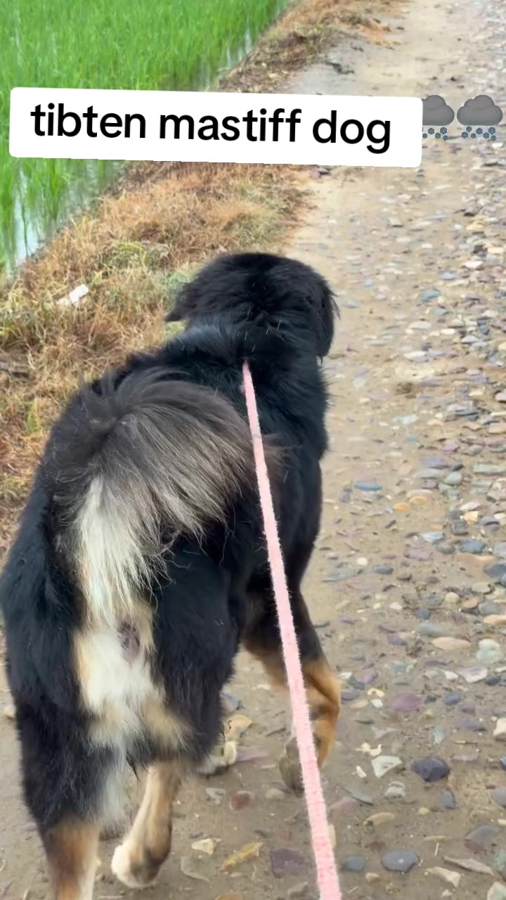 @Kashmiri_Bakrwal_Dog