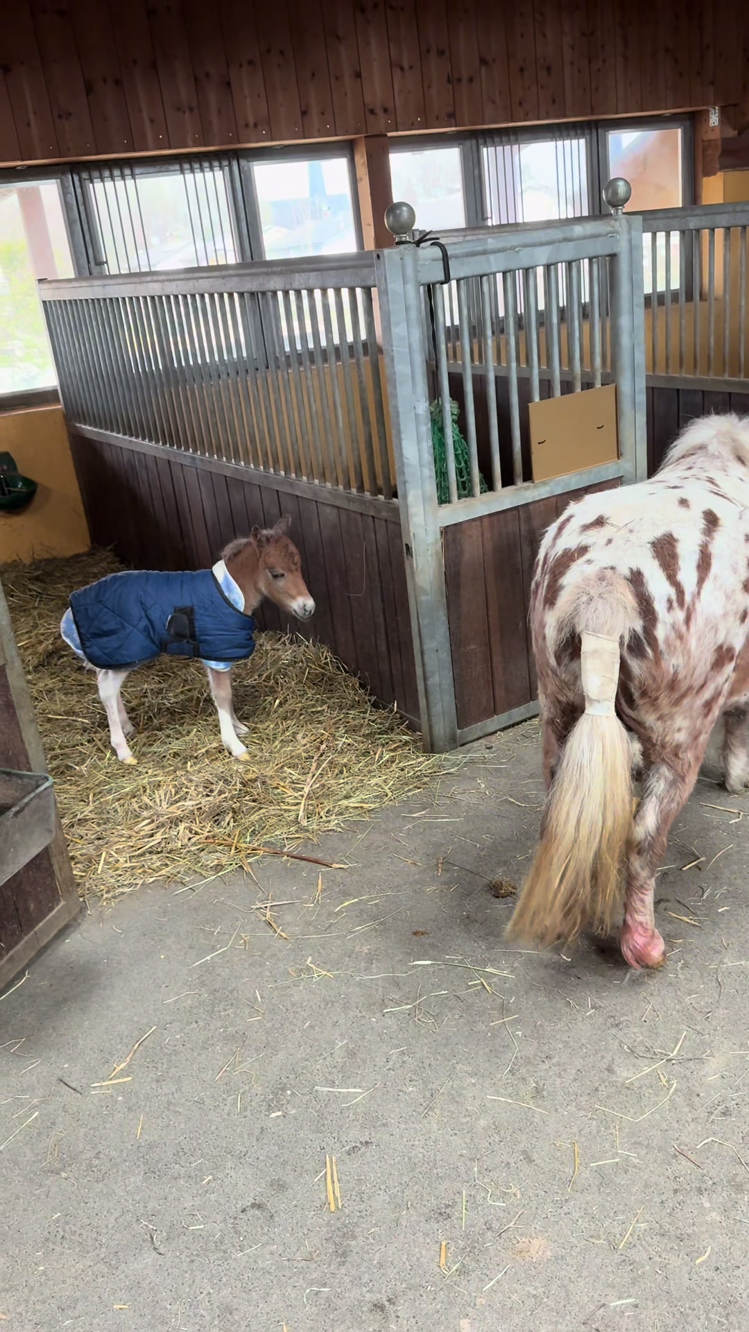 @julia_libertyhorses