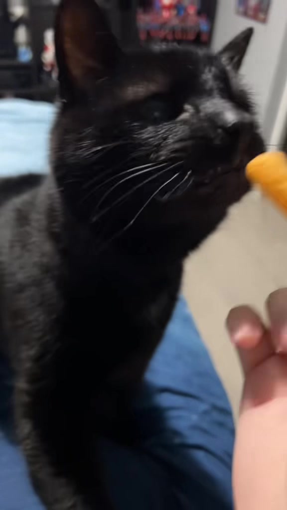 @Teefie_tribe 🐈⬛🐈⬛🐈🦷🦷