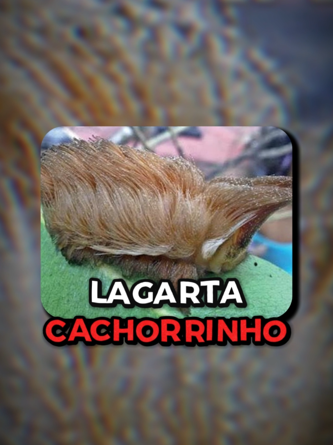 @Sacola