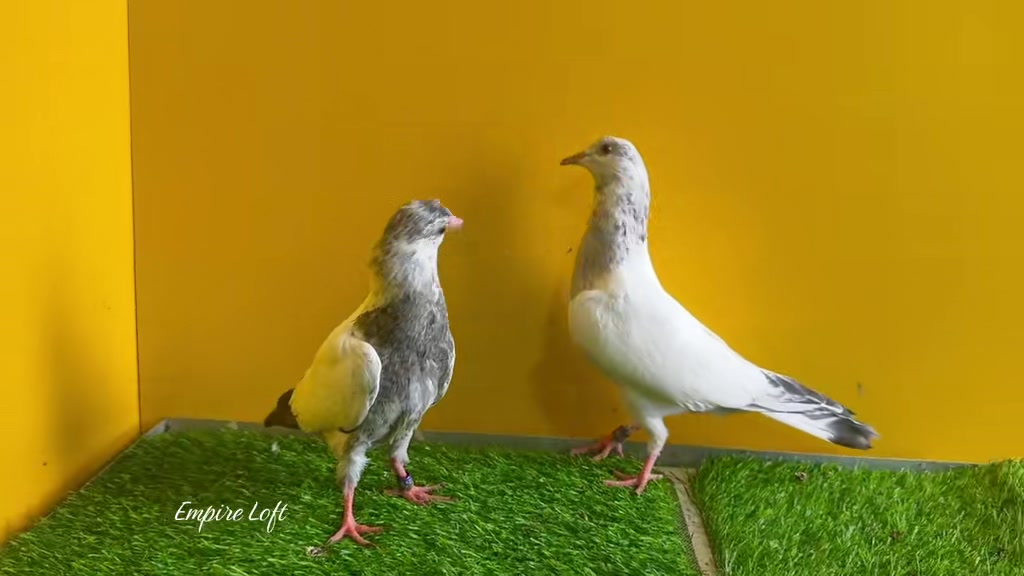 @Digana pets city