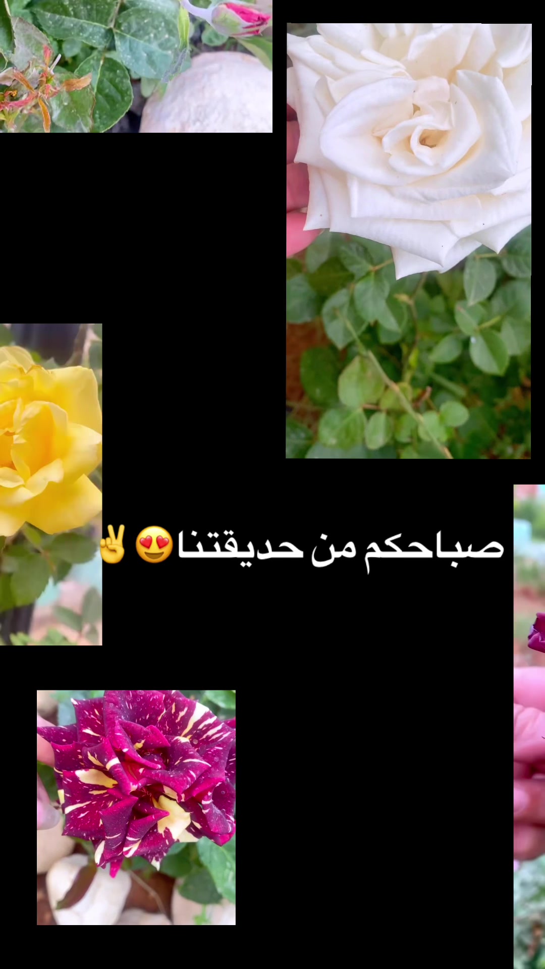 @توته ملتوته🍓☺️✌️