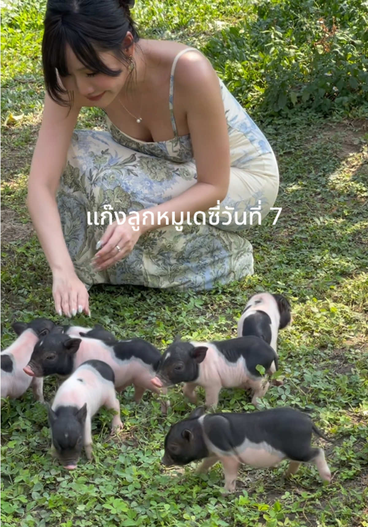 @โอ๊ตมีแมว11ตัว
