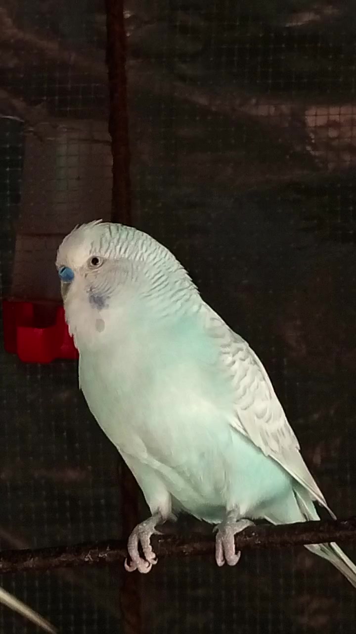 @AviarioRey45🇲🇽
