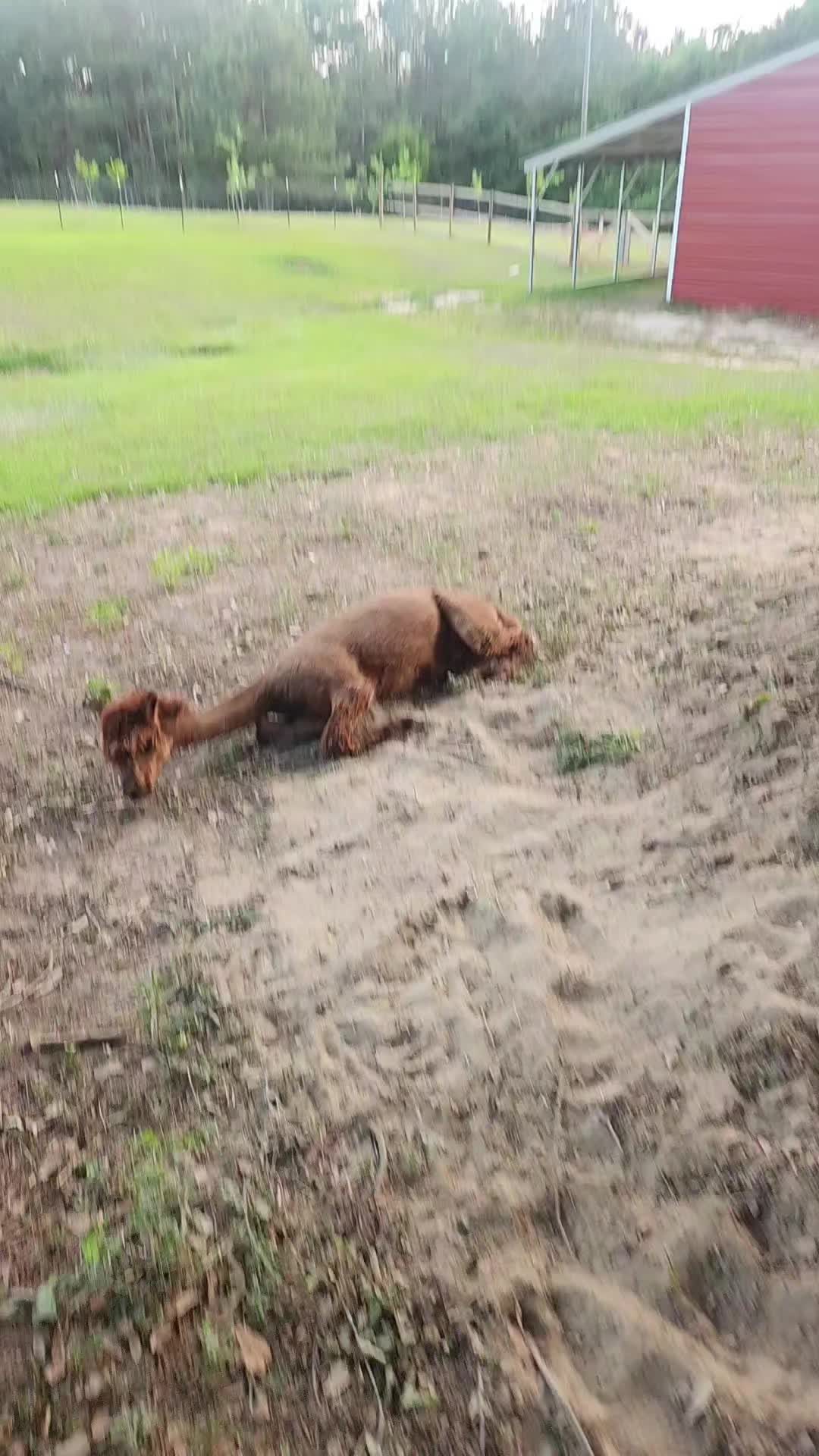 @alpacalypsenow