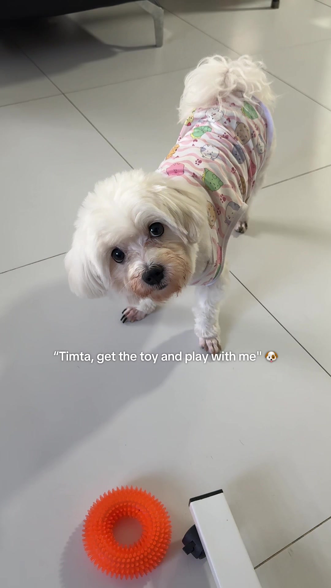 @lishvg