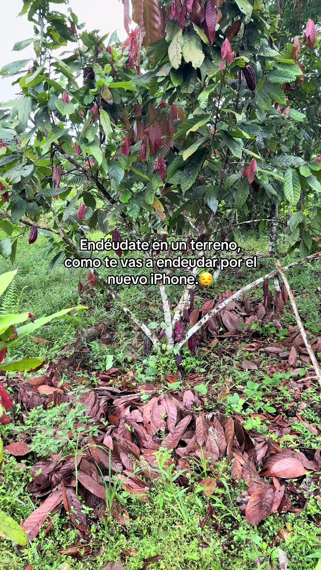 @Amazonia Vive💚(Wlady)🇪🇨😎