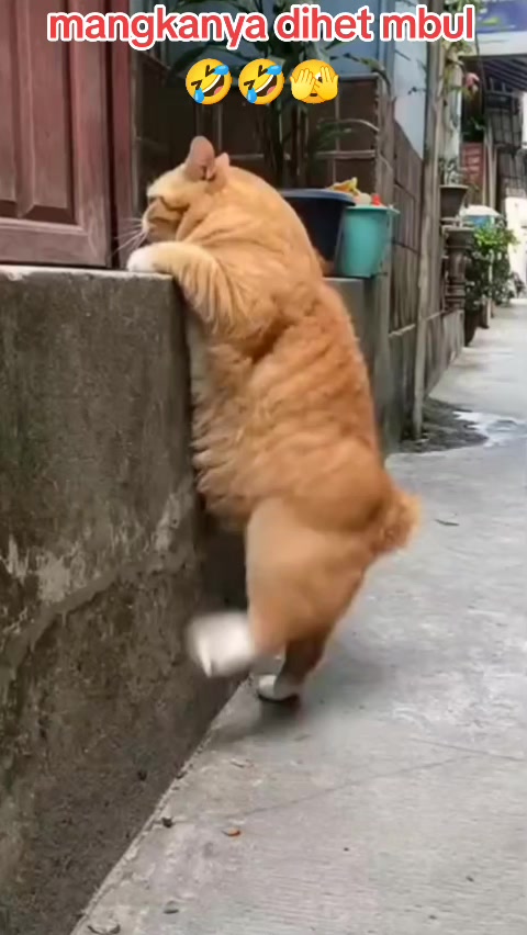 @#NDAnya Kucing#