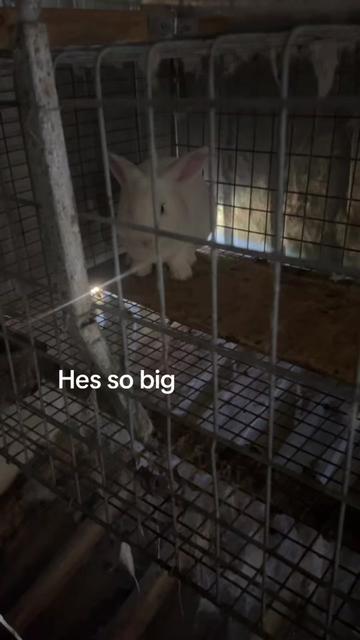 @૮꒰ ˶&bull; ༝ &bull;˶꒱ა ♡