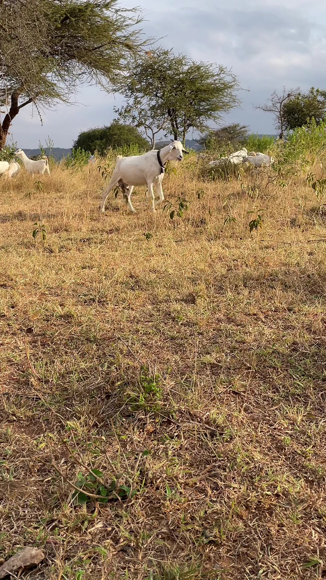 @DorperfarmsKE