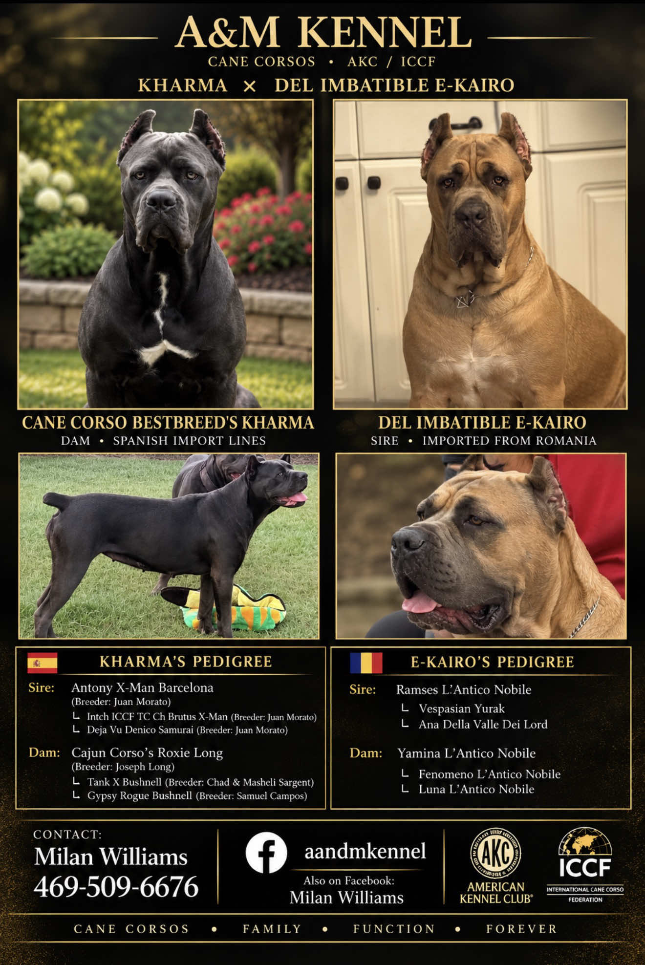 @AandMCaneCorsos