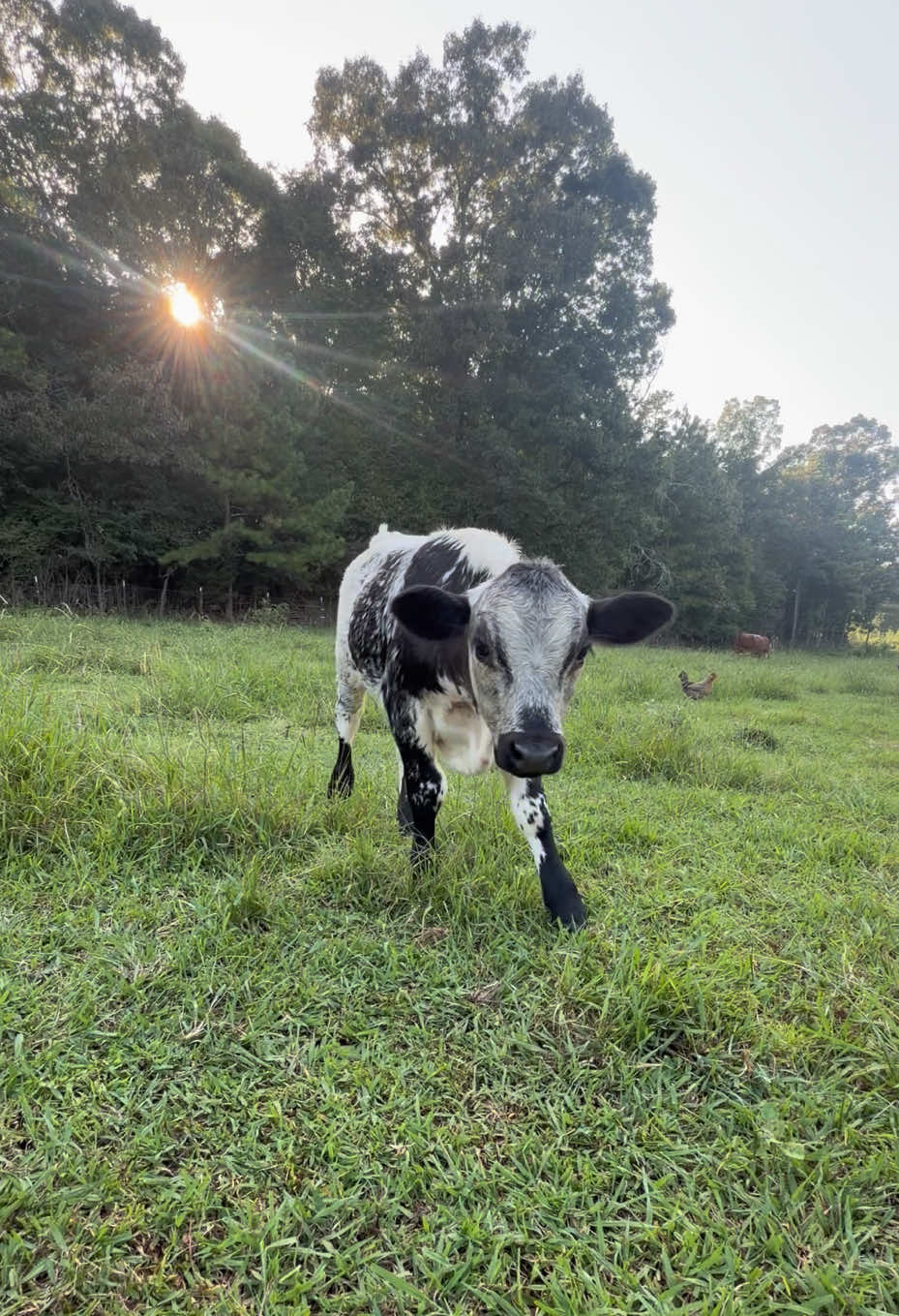 @Georgia Farm Girl