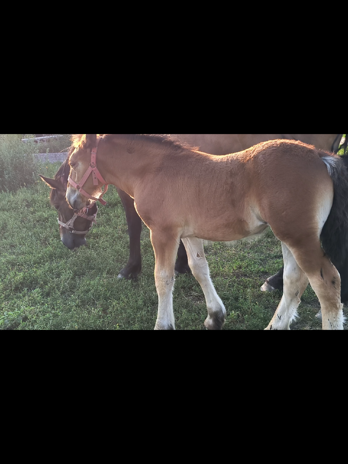 @ВАСЯ БОЙЧУК 🐎