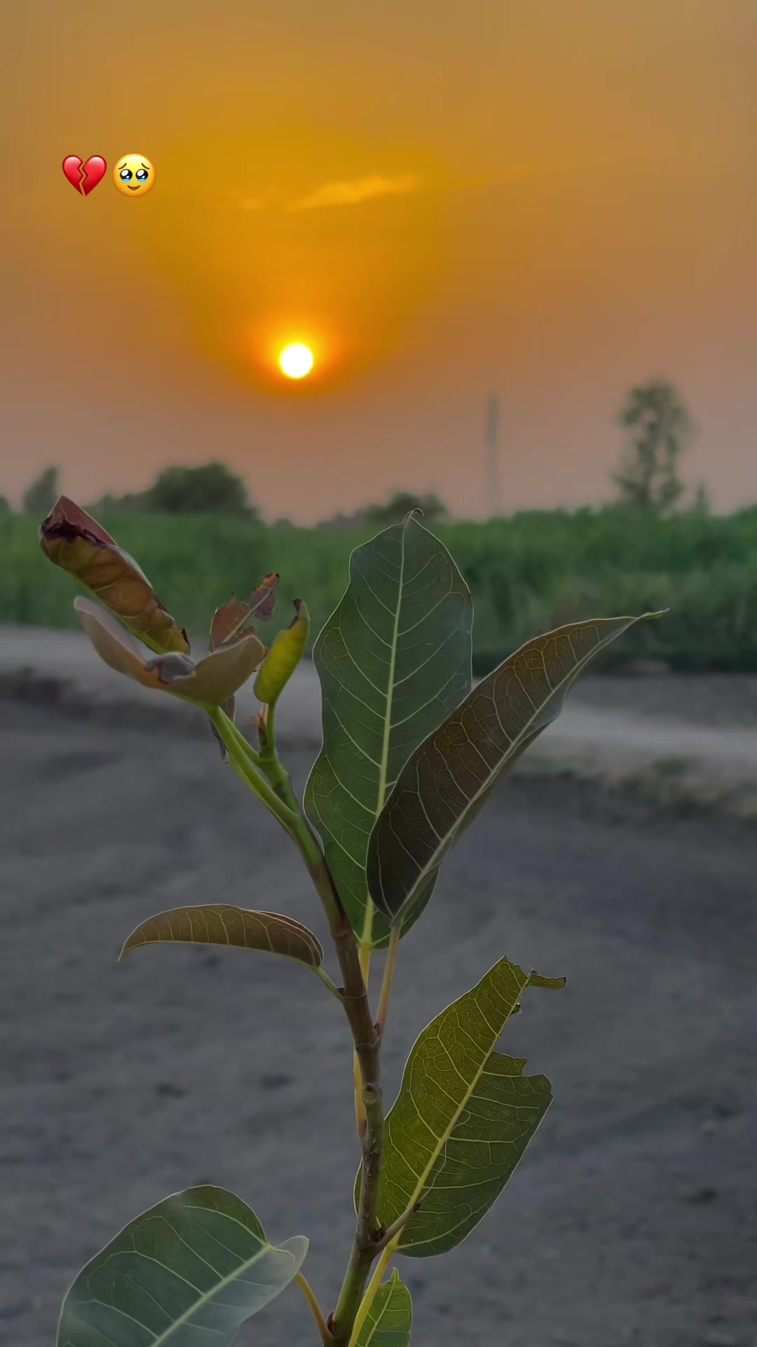 @🥀مٹی پنجاب دی🥀