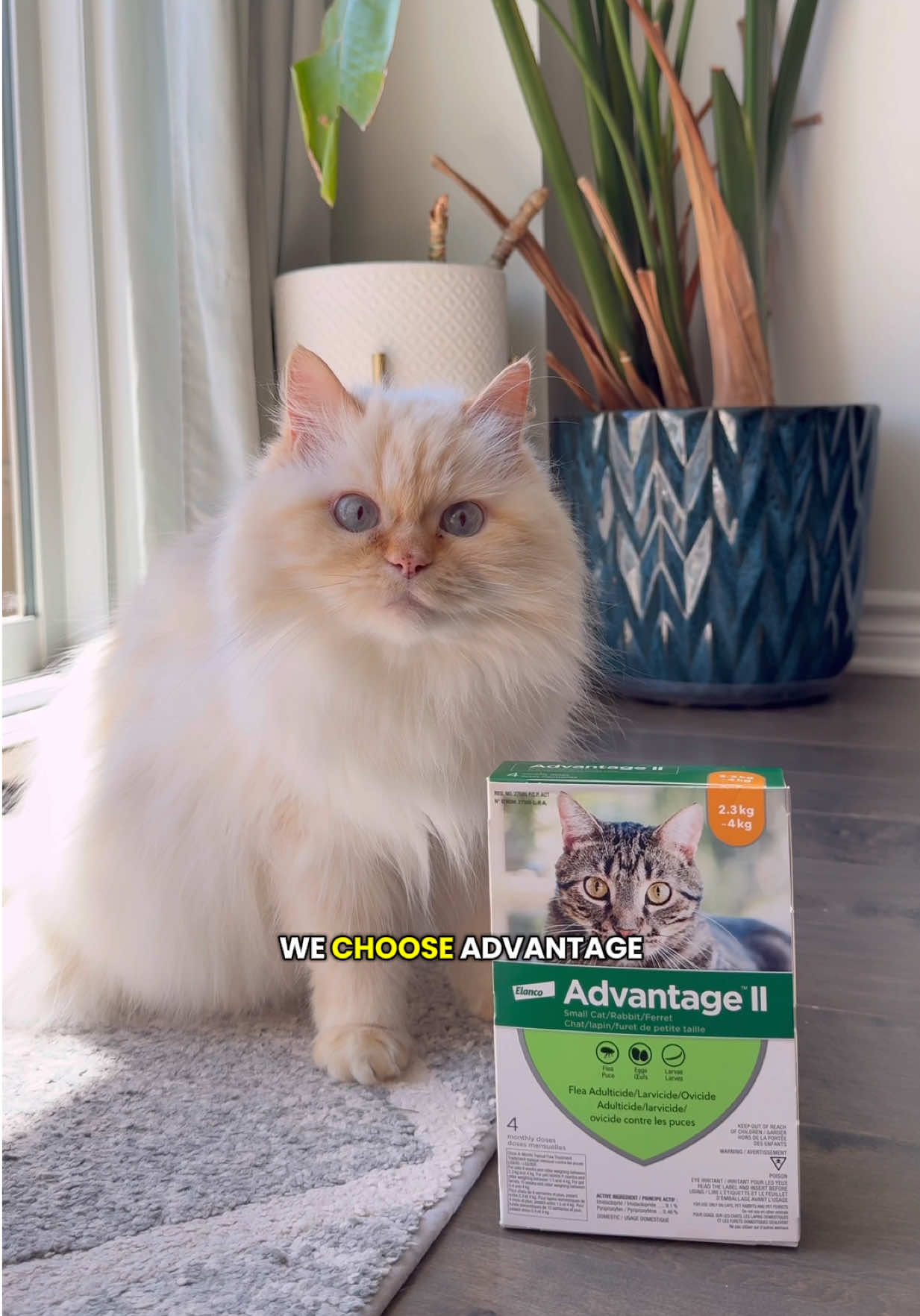 @Krista & Cats: BamBam & Bonnie