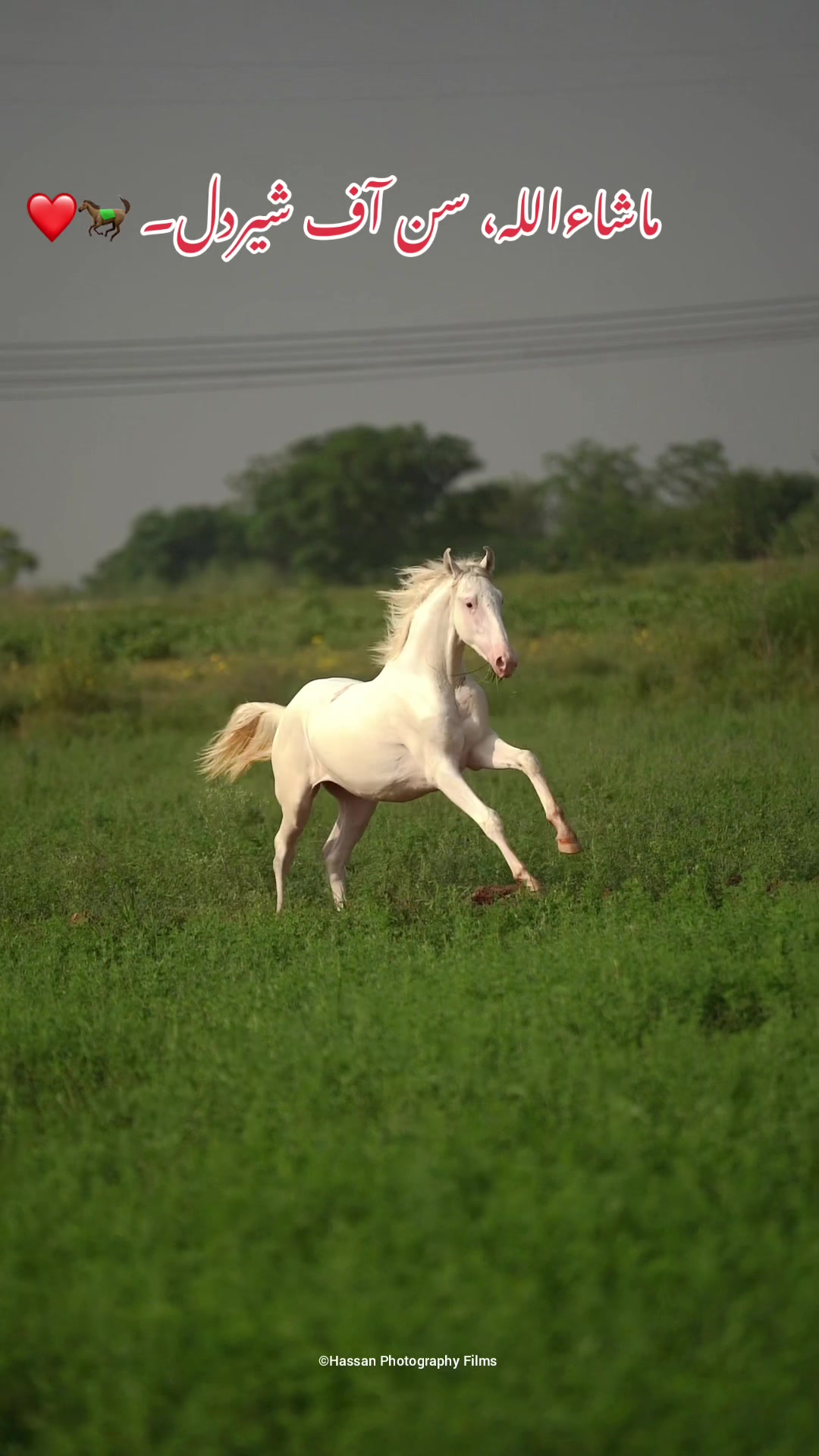 @SUNRISE STUD FARMS RAWALPINDI