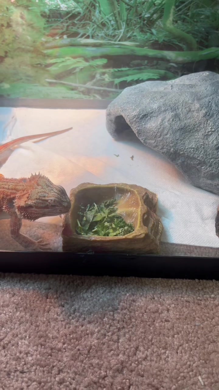 @Mezzy 🦎