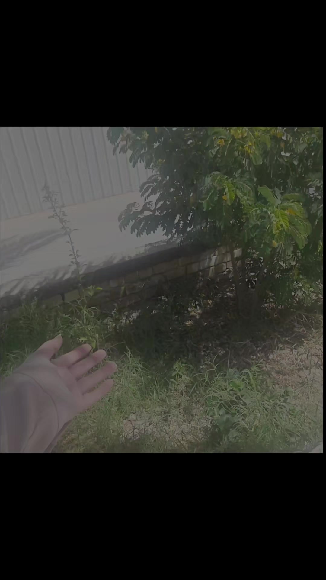 @توت