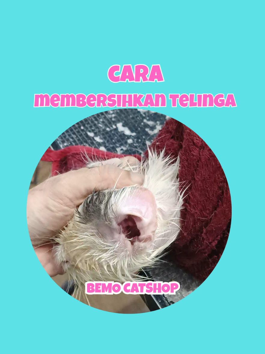 @Bemo Catshop