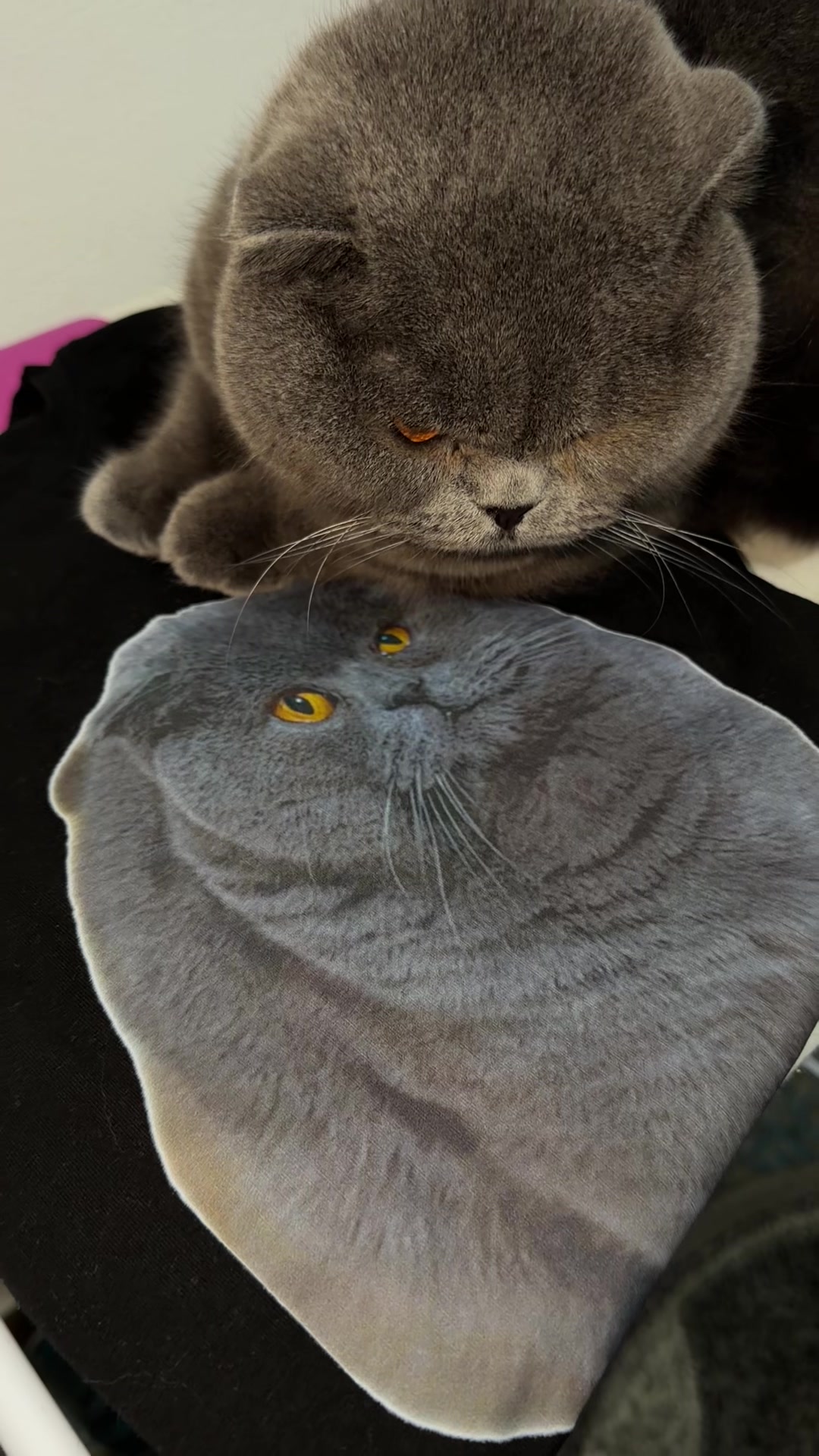 @BOBI🐈⬛