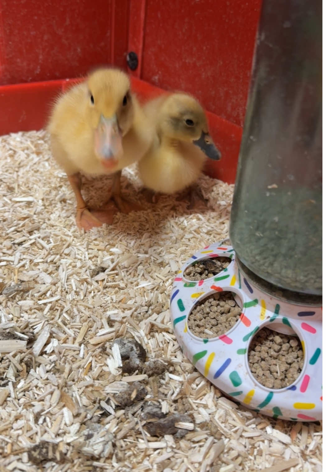 @Britt🦆