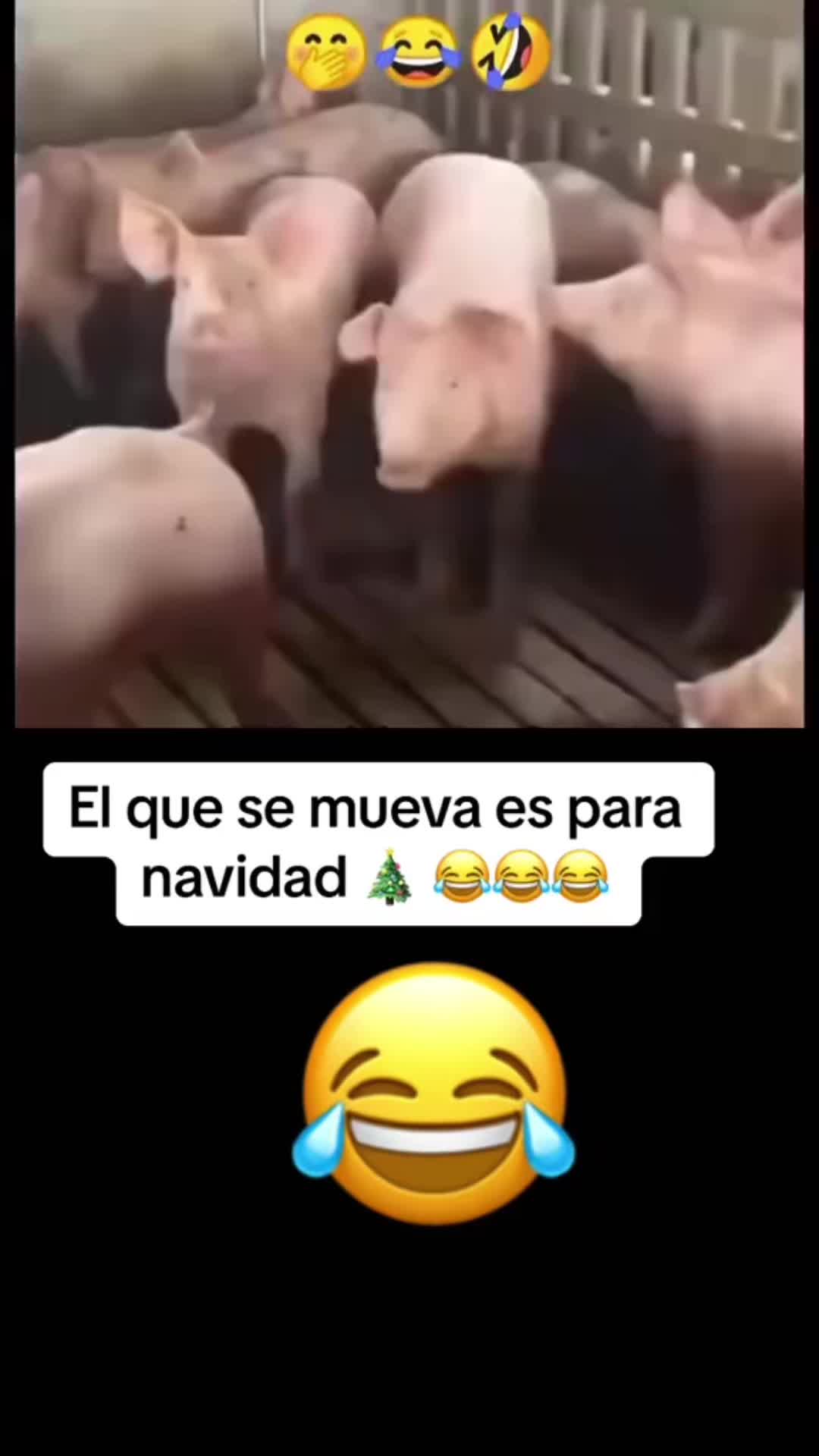 @Elgatoparado-05
