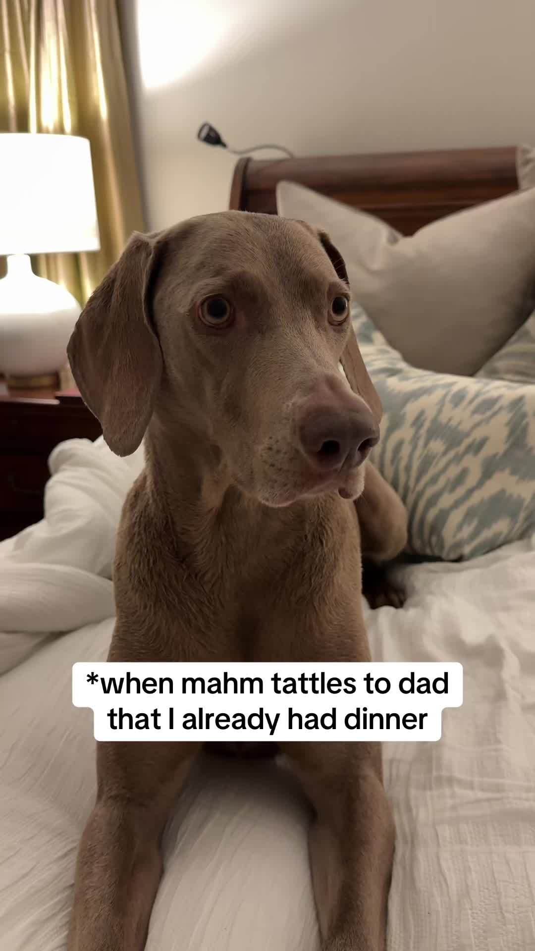 @Zoey the Weim