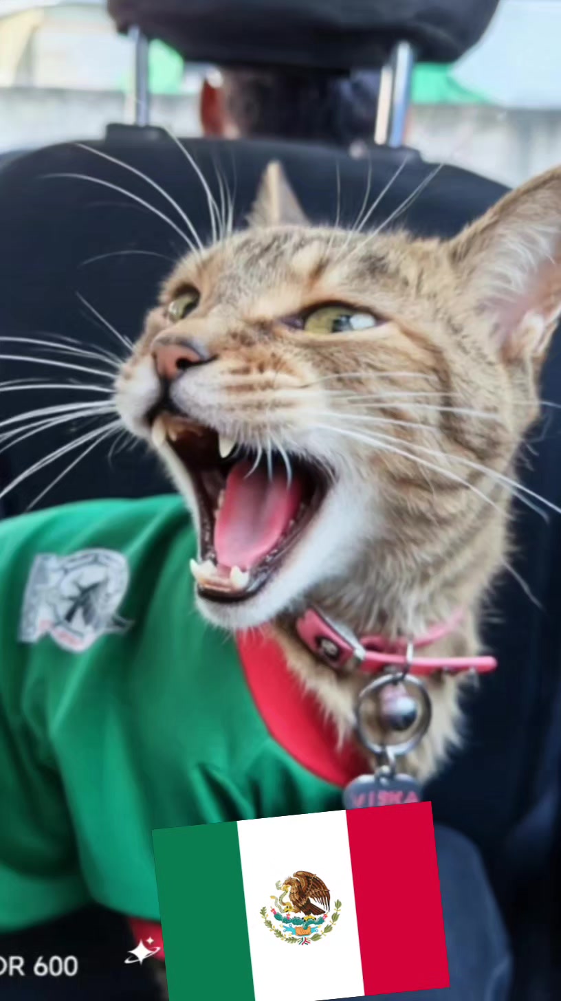 @Michi Cats