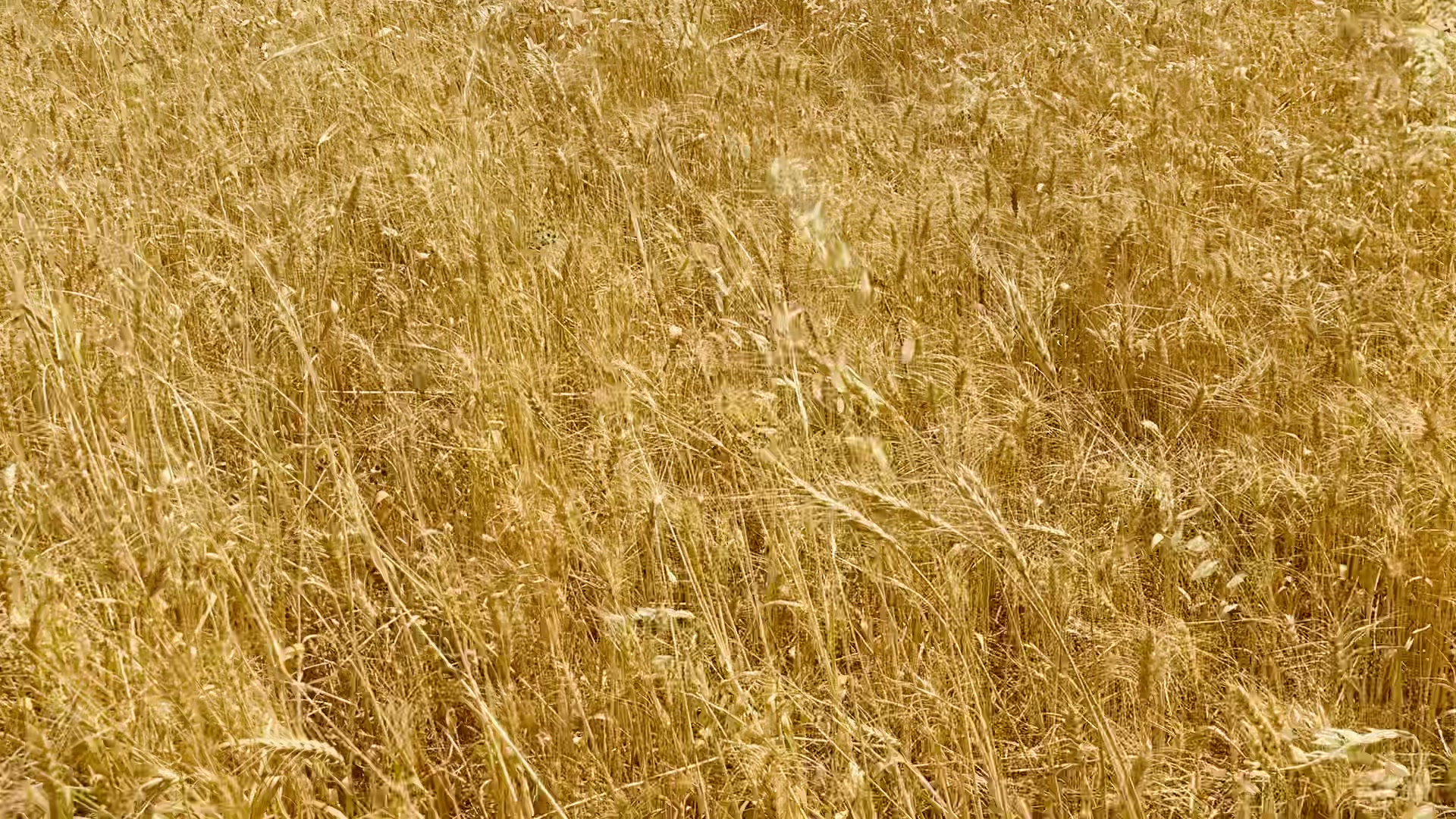 @🦅سەرکەوت گڵاڵی🦅