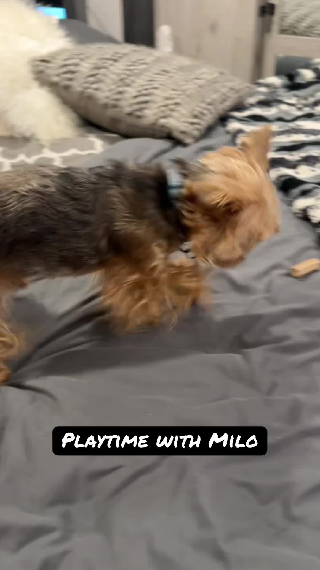 @newyorkiebymilo