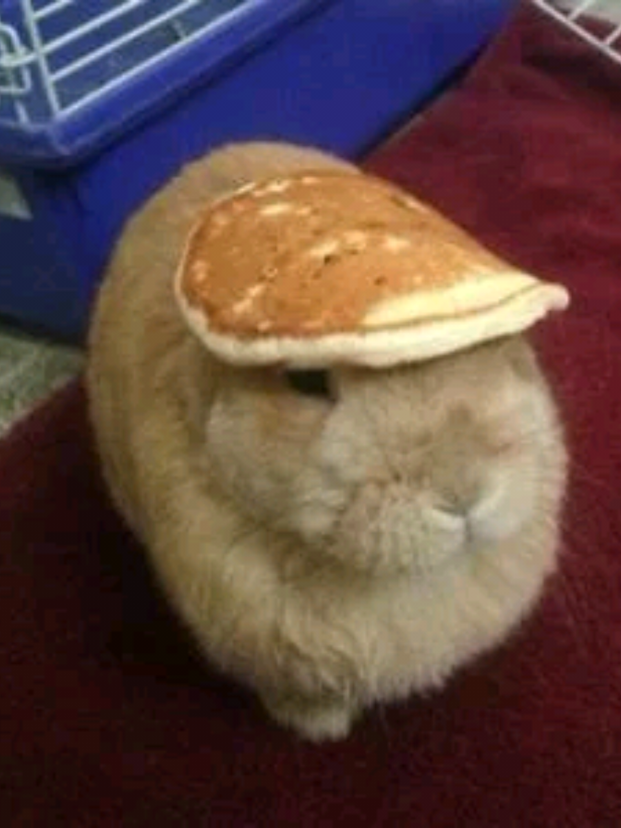 @(≡・x・≡) ??