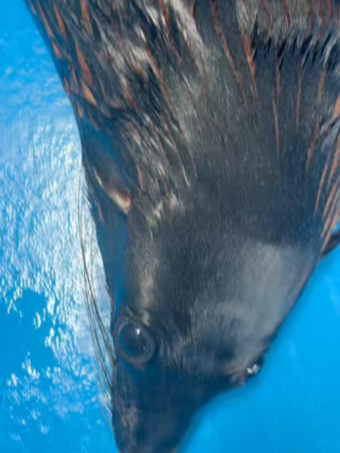 @Seal