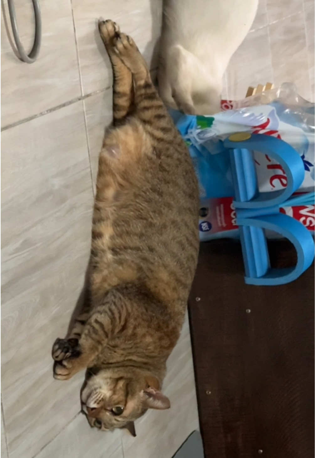 @เอลลี้