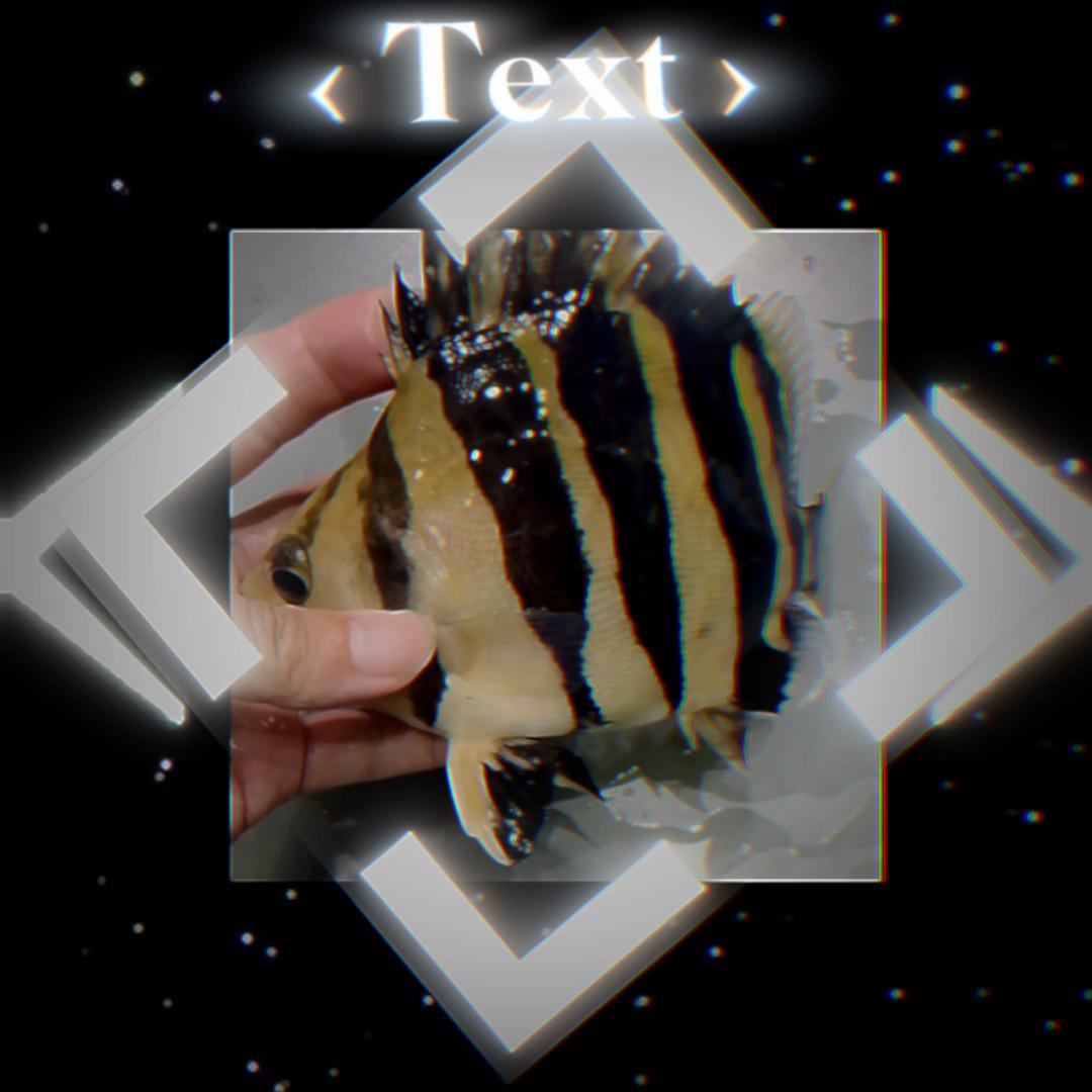 @網上看魚