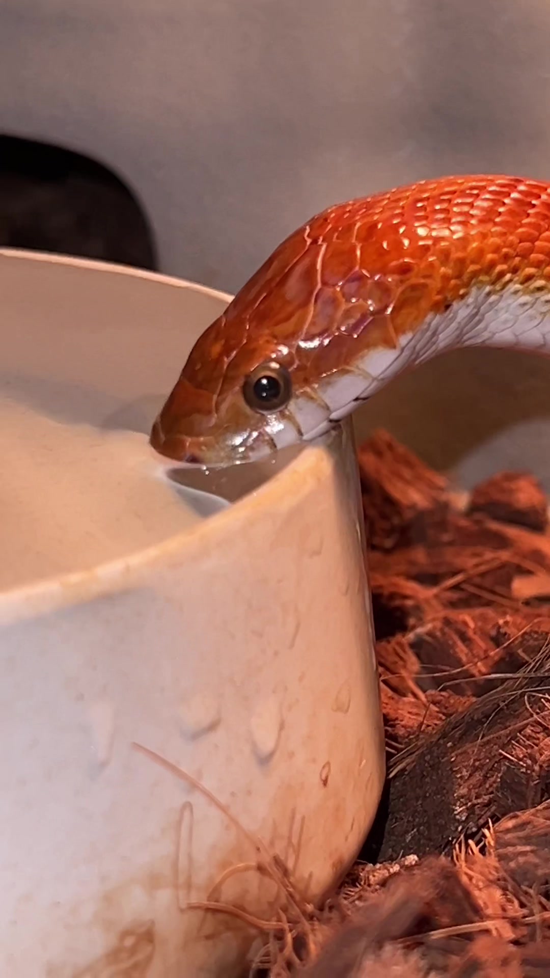 @🐍 Derricks Reptiles 🐍