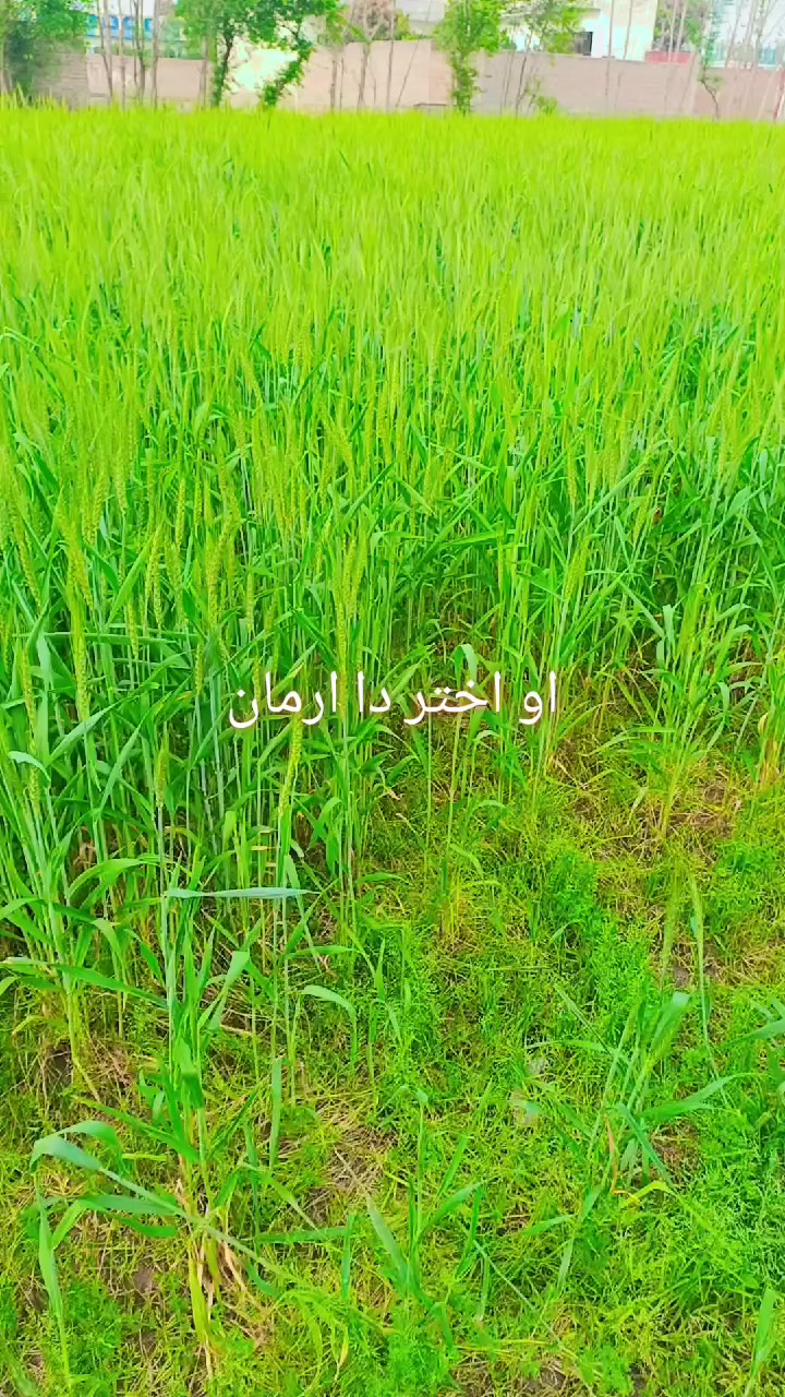 @🥺لاحاصل محبت 💔😭