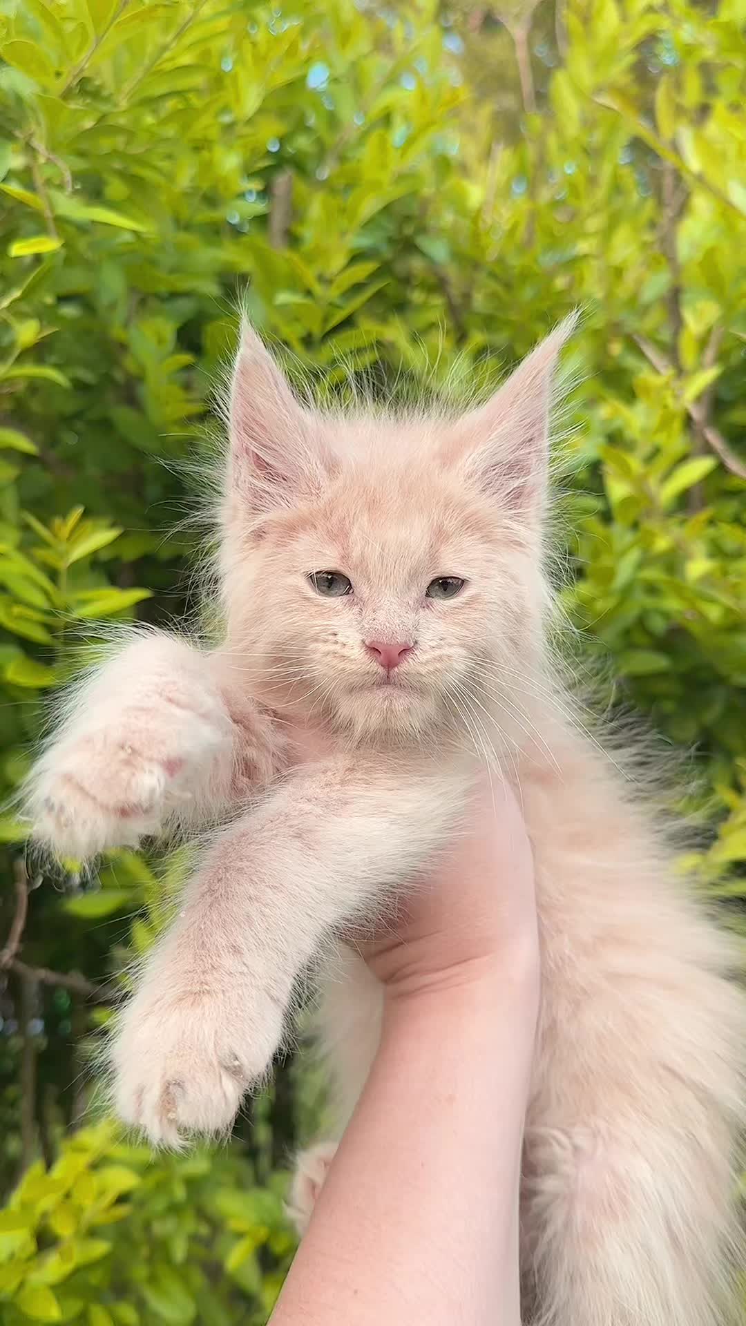 @Mossy Cottage Maine Coons 🌙