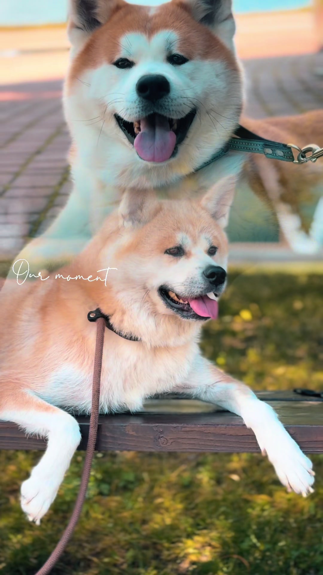 @oh_myakita