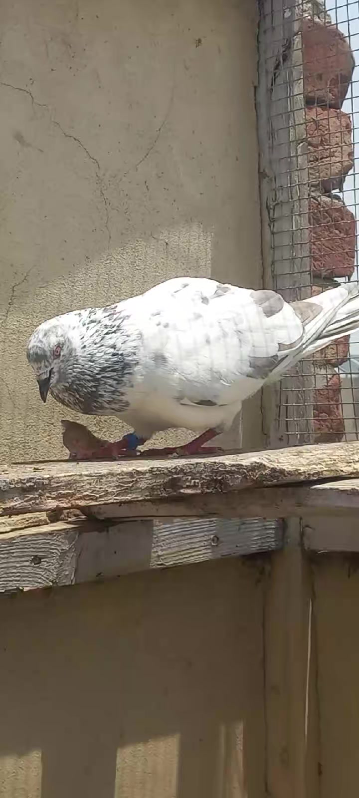 @Ranakasuripigeon