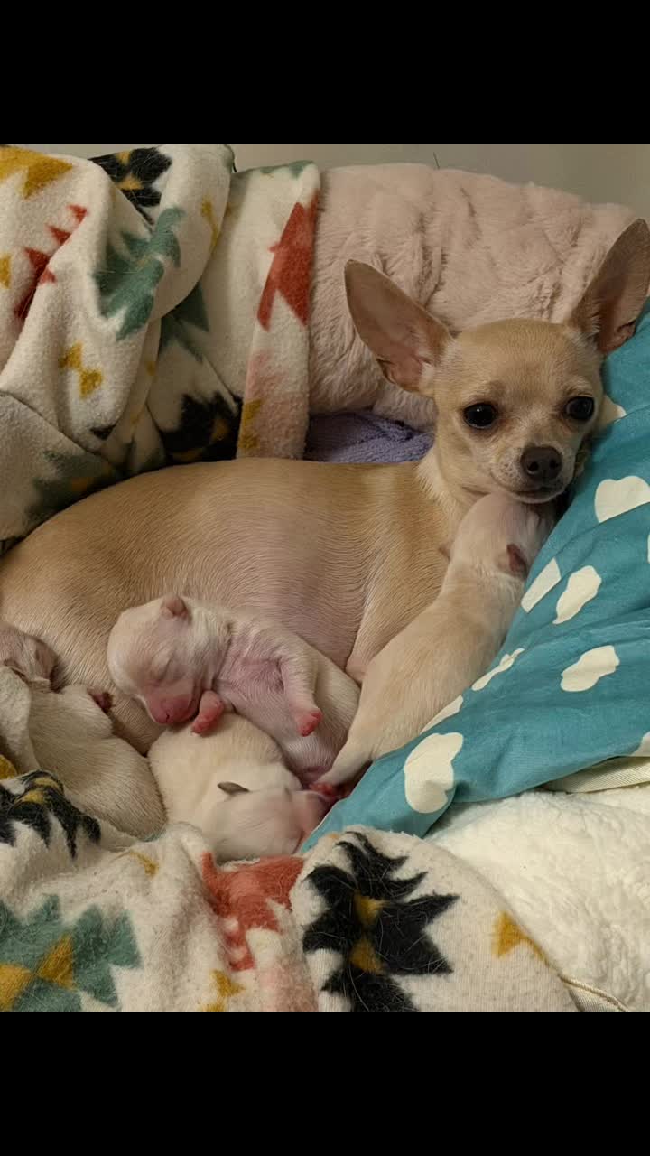 @chihuahuasbabies