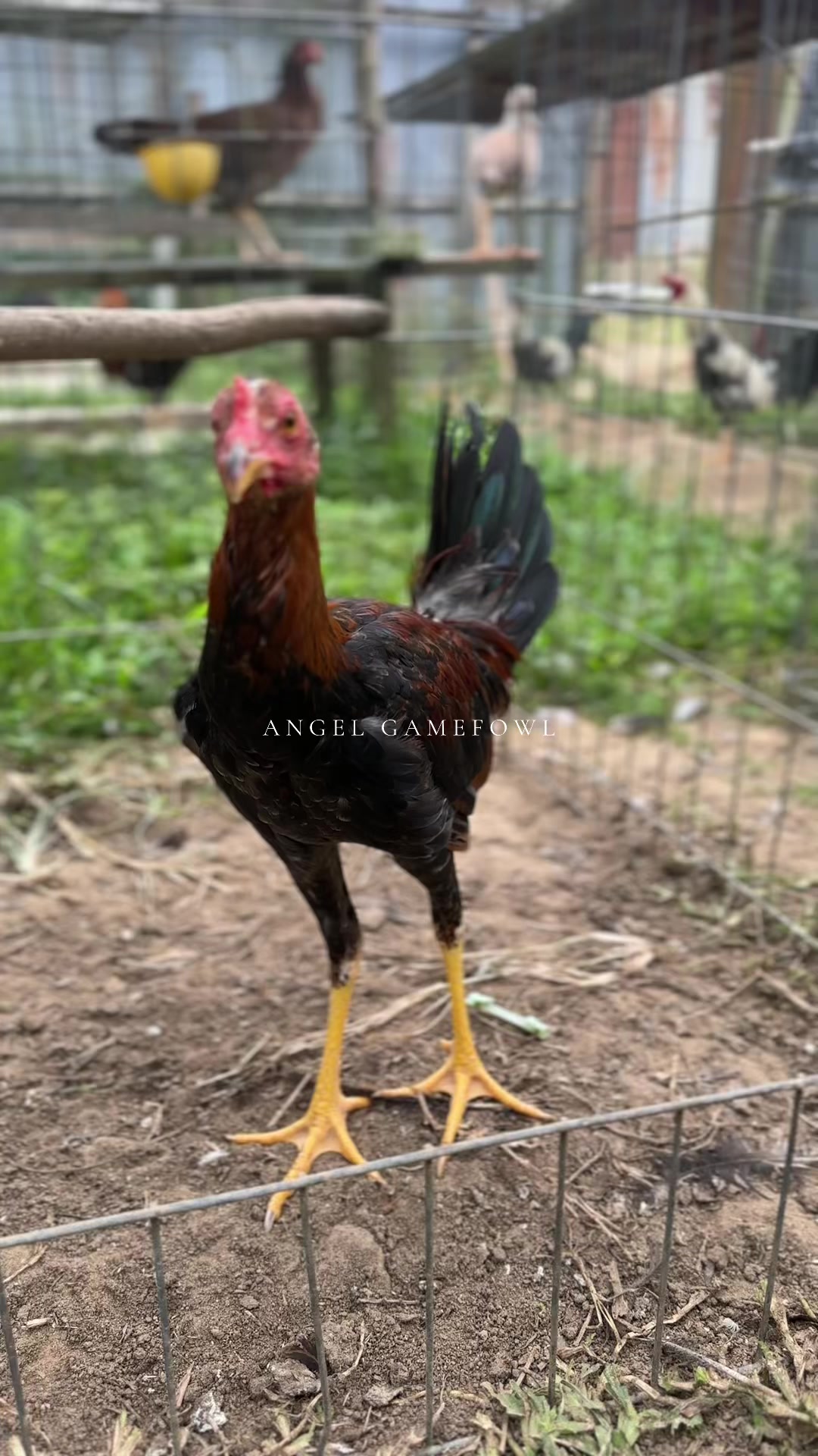 @angelsgamefowl88