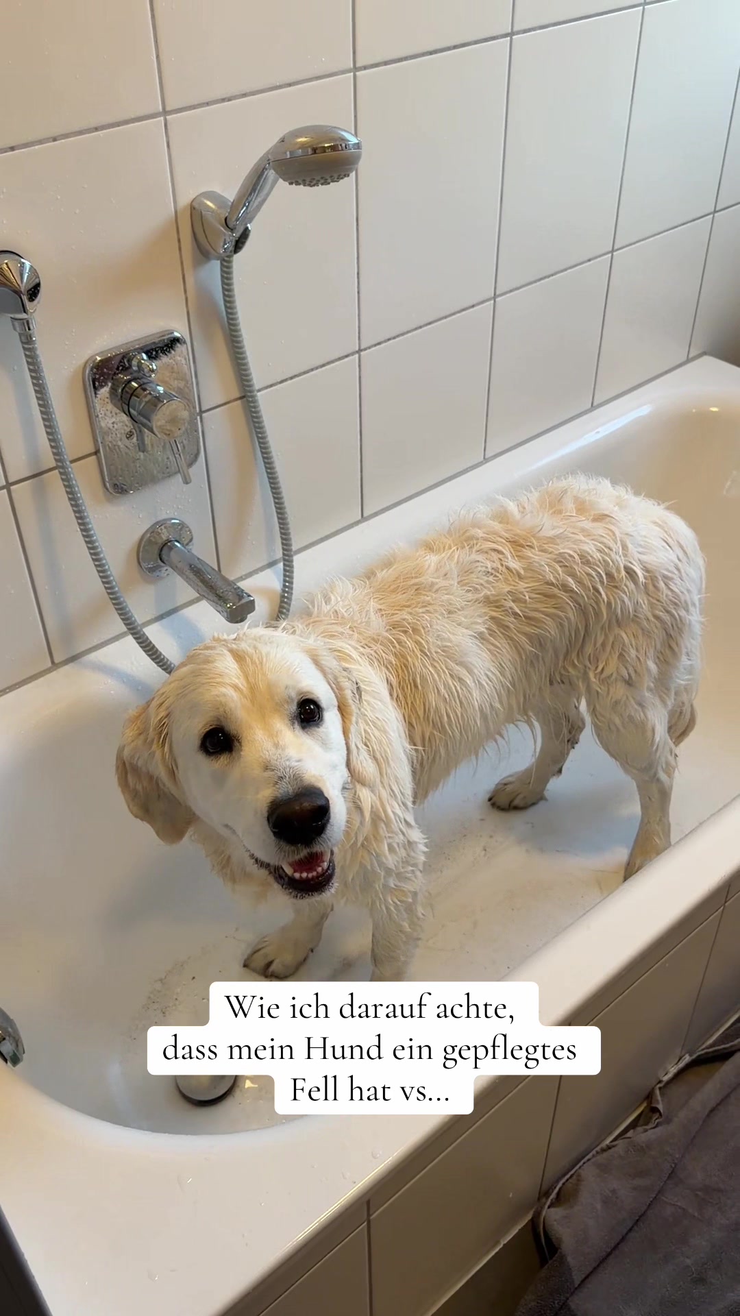 @Miss Ellie The Golden 🤍